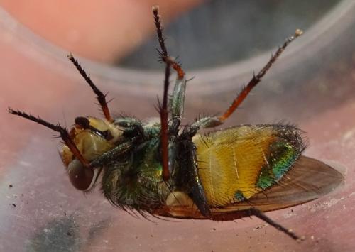 Rhyncomya zernyana
